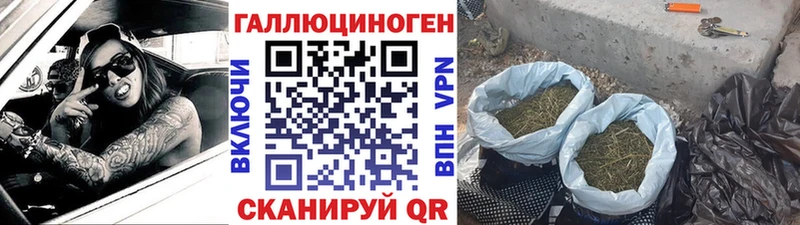 Галлюциногенные грибы Psilocybine cubensis  Белово 