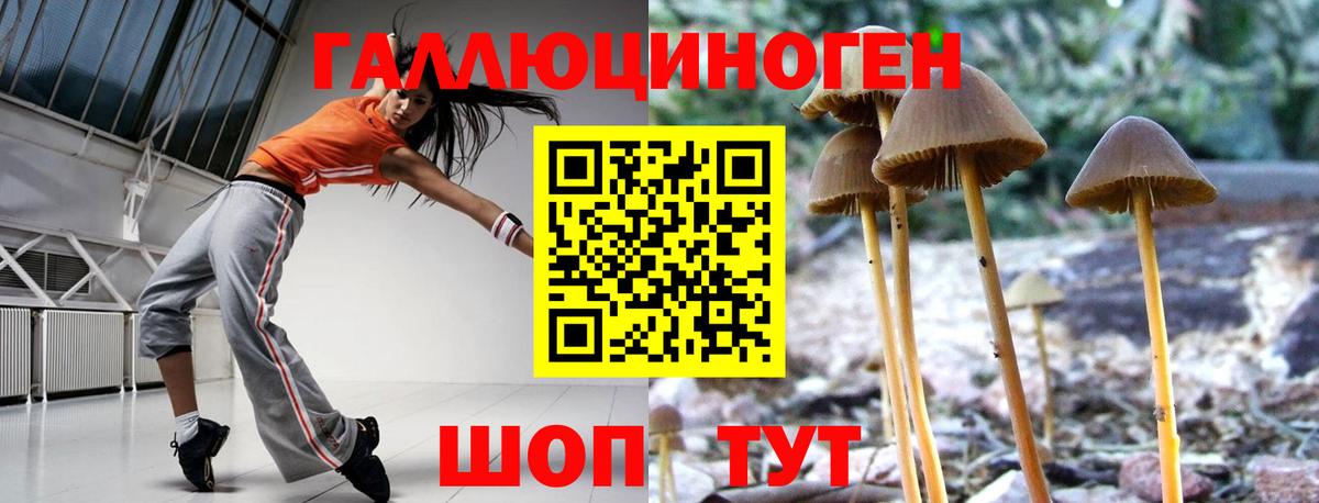 Галлюциногенные грибы Psilocybe  Белово  Псилоцибиновые грибы прущие грибы 